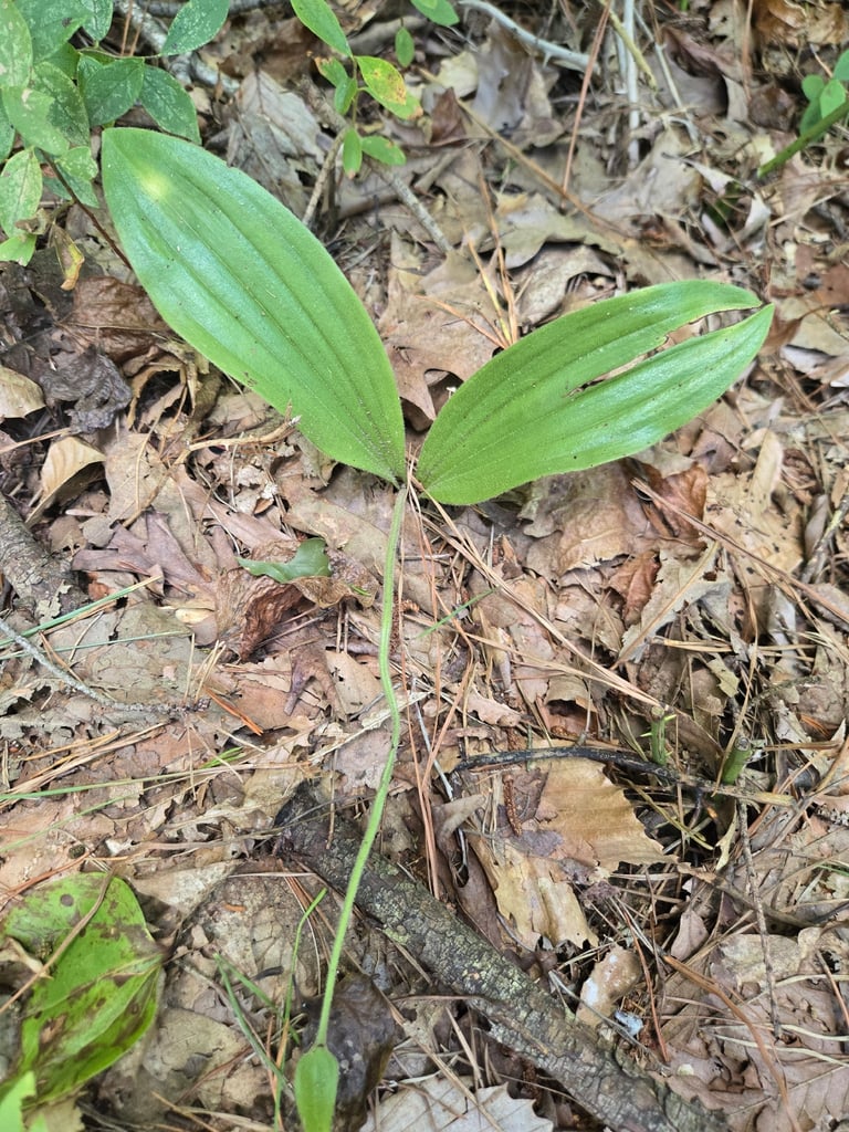 A pink lady's slipper orchid with two broad basal leaves and a single stalk bearing one pouched pink flower