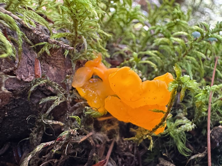 Sporophores gélatineux orange en forme de cuillère ou de coupe, serrés sur un bois mort de conifère
