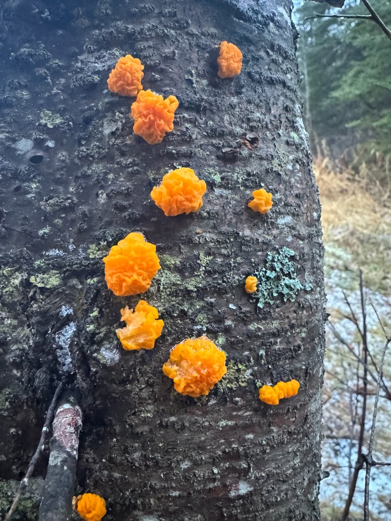 Sporophores gélatineux orange en forme de cuillère ou de coupe, serrés sur un bois mort de conifère