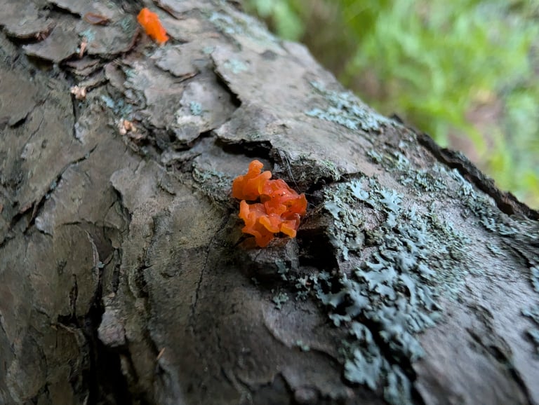 A cluster of bright orange, gelatinous, brain-like fungal masses growing on dead coniferous wood, with lobed and folded spore-bearing surfaces.