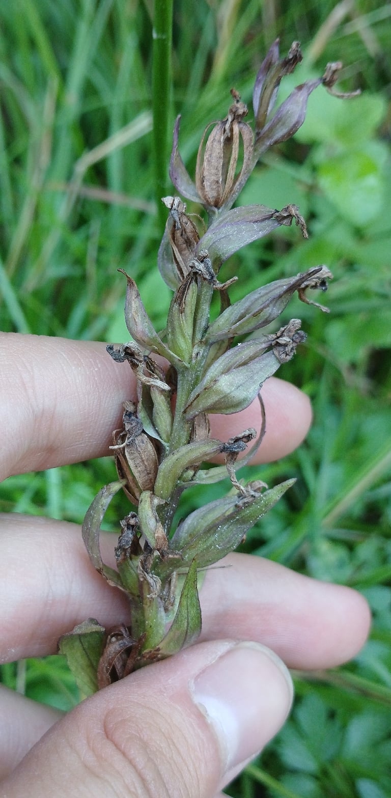 Une orchidée terrestre à feuilles tachetées et inflorescence dense de fleurs pourpres, poussant dans une prairie humide