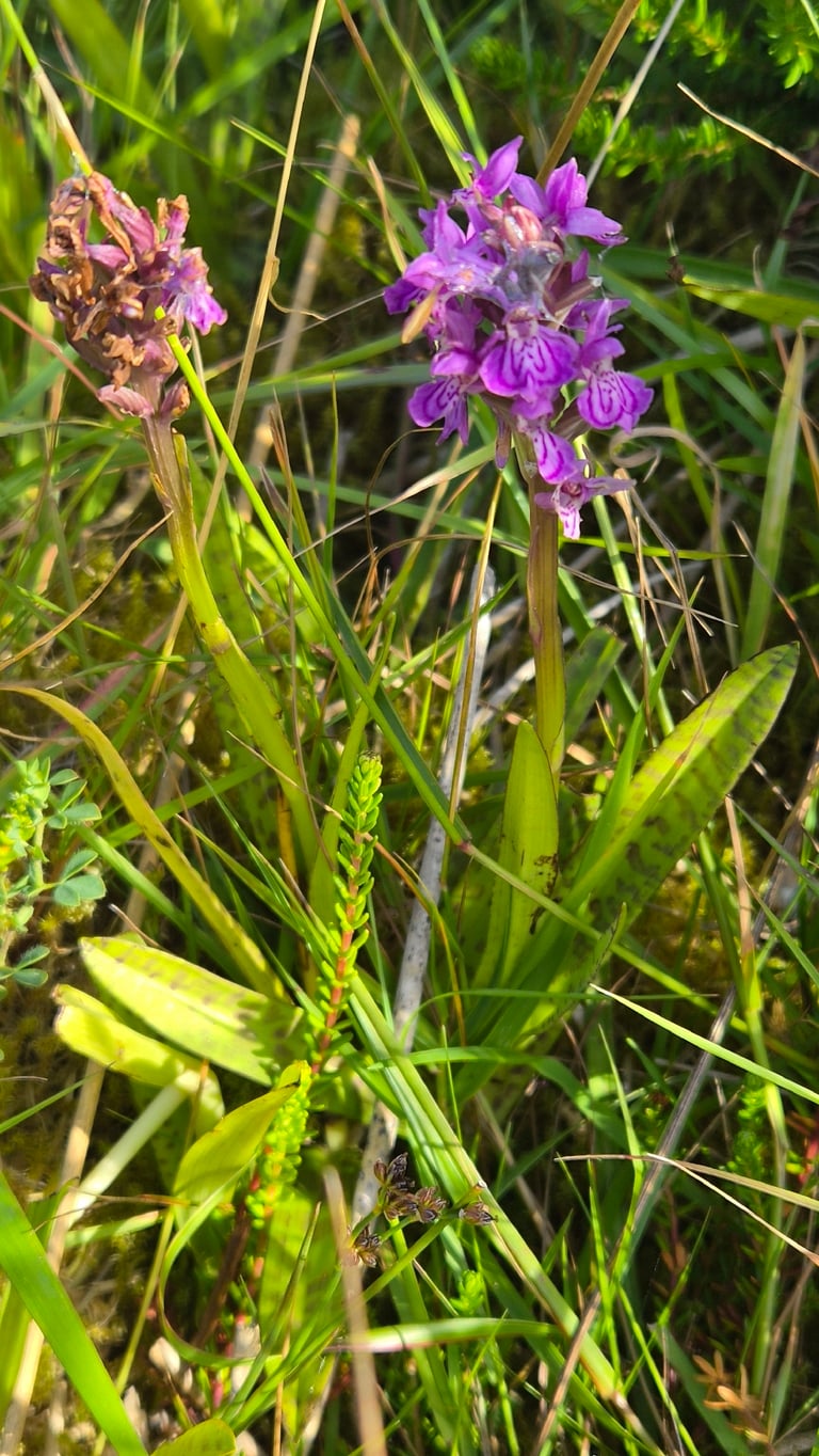 Une orchidée terrestre à feuilles tachetées et inflorescence dense de fleurs pourpres, poussant dans une prairie humide