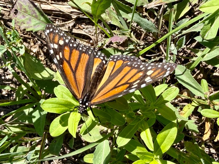 Un papillon monarque adulte aux ailes orange vif traversées de veines noires et bordées d'une rangée de points blancs, posé ailes déployées.