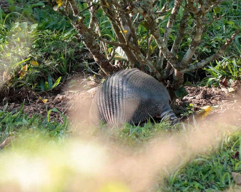 Un tatou à neuf bandes adulte, animal au corps couvert d'une carapace de plaques osseuses et aux pattes courtes