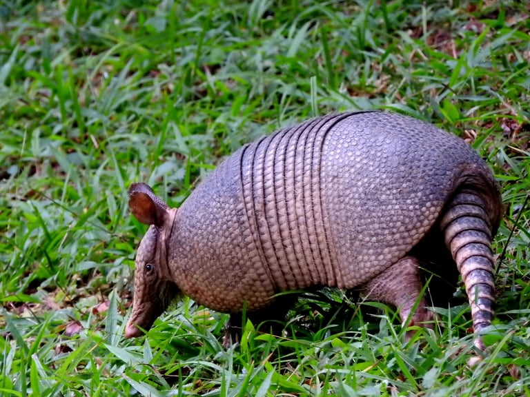 Un tatou à neuf bandes adulte, animal au corps couvert d'une carapace de plaques osseuses et aux pattes courtes