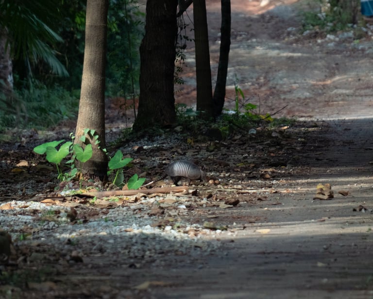 A grayish-brown armadillo with a domed, banded shell, a long pointed snout, and a tapering armored tail, walking low to the ground on short legs.