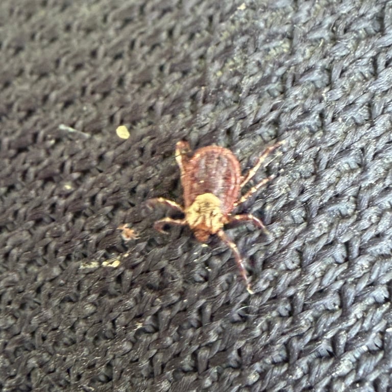 A reddish-brown hard tick with a mottled gray-white shield on its back, clinging to a blade of grass with its front legs extended.