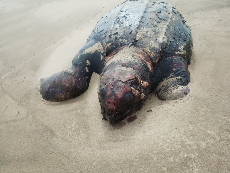 Eine ausgewachsene Lederschildkröte mit dunkelgrauem, lederartigem Rückenpanzer mit sieben Längsrippen, weiß-rosa gesprenkelter Haut und großen Vorderflossen, schwimmend im offenen Ozean.