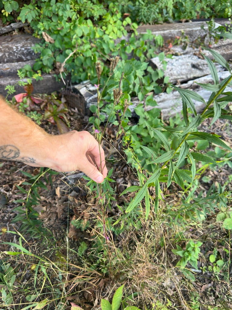 A slender, upright Dianthus armeria plant with narrow dark-green leaves and clustered deep-pink flowers, each petal edged with fine serrations and speckled with small white spots, surrounded by hairy, leaf-like bracts.
