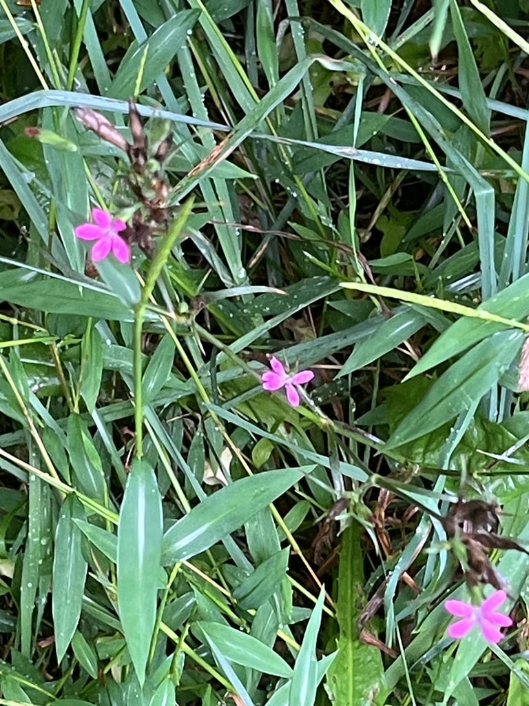 A slender, upright Dianthus armeria plant with narrow dark-green leaves and clustered deep-pink flowers, each petal edged with fine serrations and speckled with small white spots, surrounded by hairy, leaf-like bracts.