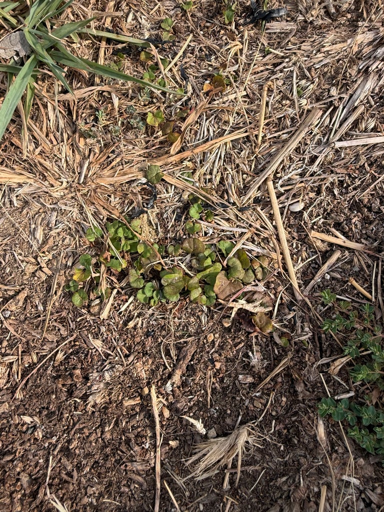A low, mat-forming herb with small, round, kidney-shaped green leaves on creeping stems, dotted with tiny star-shaped greenish-yellow flowers
