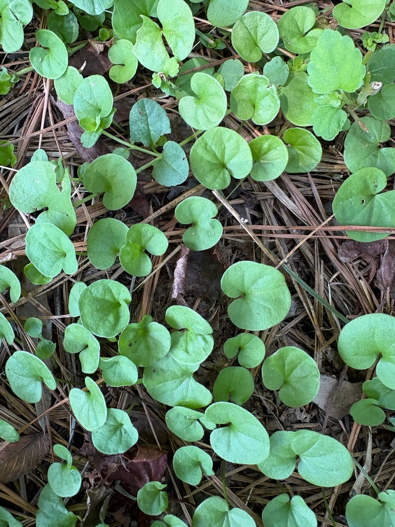 A low, mat-forming herb with small, round, kidney-shaped green leaves on creeping stems, dotted with tiny star-shaped greenish-yellow flowers