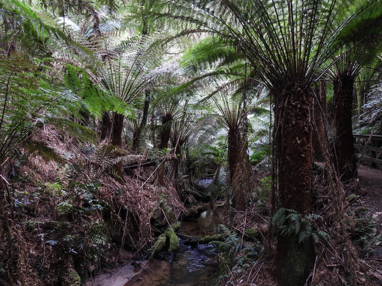 Fougère arborescente au tronc fibreux couronné d'une large touffe de frondes vert sombre, poussant dans une forêt humide australienne