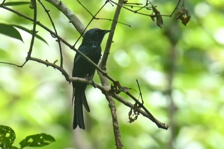 A small, glossy black-blue bird with a slender, deeply forked tail perched upright on a bare branch