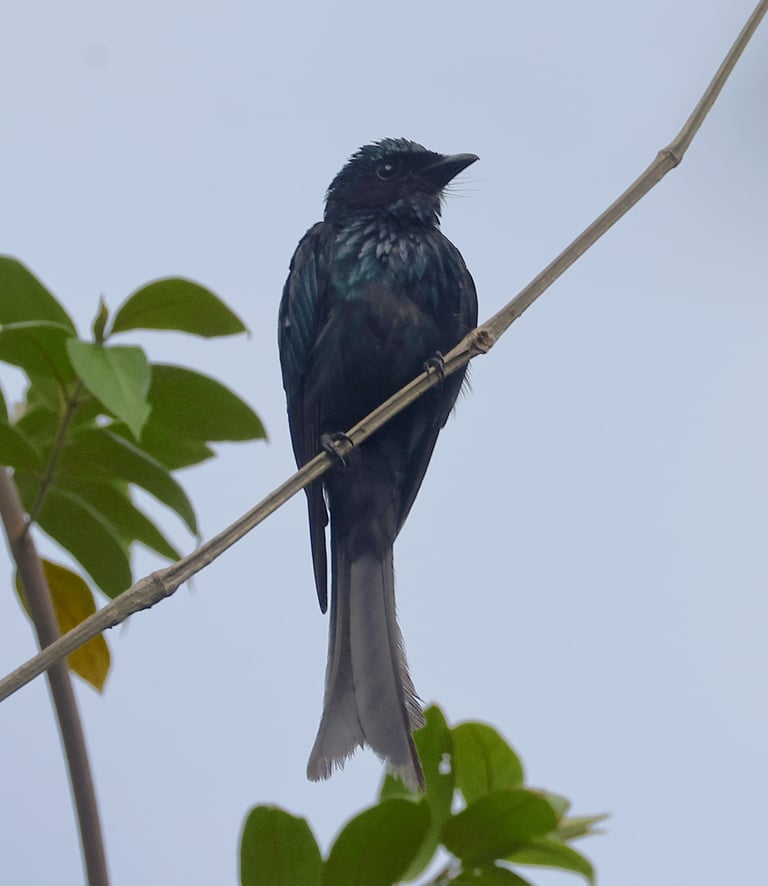 A small, glossy black-blue bird with a slender, deeply forked tail perched upright on a bare branch