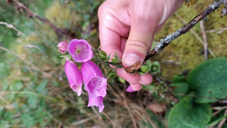 Zweijährige Pflanze mit einer grundständigen Blattrosette und einem hohen, aufrechten Blütenstand, an dem zahlreiche purpurrote, glockenförmig-röhrige Blüten mit gepunkteter Innenseite herabhängen.