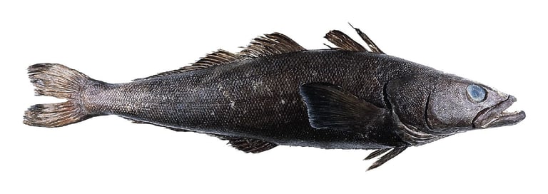 A large, elongated grayish-brown fish with a broad flat head, big eyes, a wide mouth lined with canine-like teeth, and fan-shaped pectoral fins, resting near the seafloor