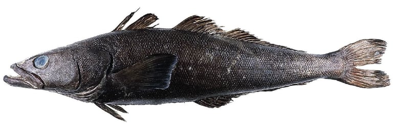 A large, elongated grayish-brown fish with a broad flat head, big eyes, a wide mouth lined with canine-like teeth, and fan-shaped pectoral fins, resting near the seafloor