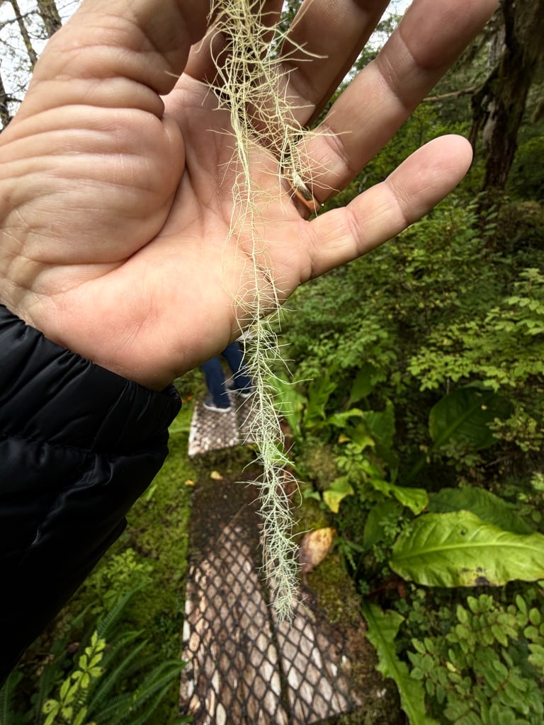 A long, pale green to silvery-yellow lichen with thin, hanging stems and short side branches