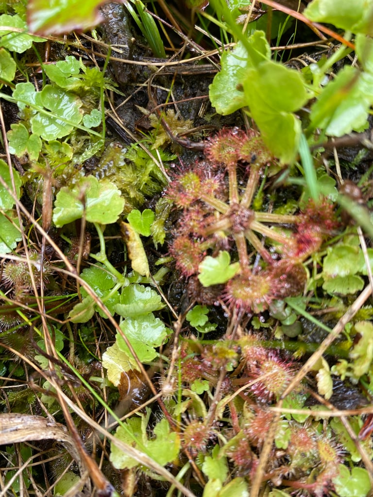A small rosette of round, red-tentacled sundew leaves glistening with sticky dew droplets, growing amid sphagnum moss