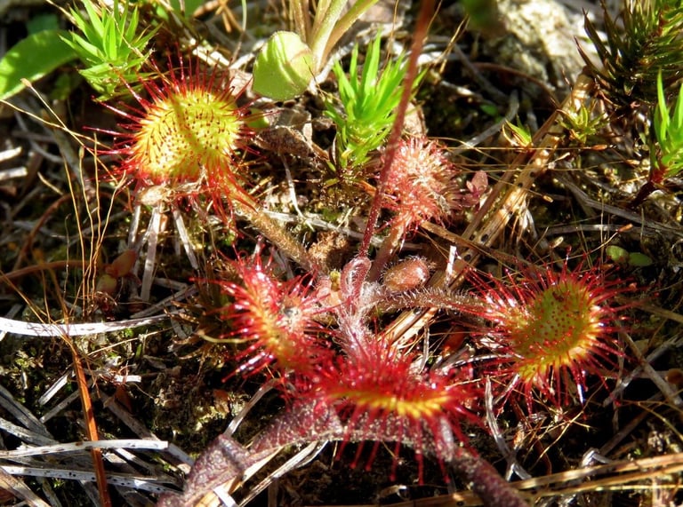 A small rosette of round, red-tentacled sundew leaves glistening with sticky dew droplets, growing amid sphagnum moss
