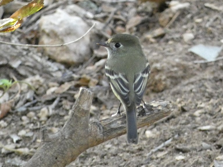 A small grayish-olive flycatcher with whitish underparts, a bold white eye ring, white wing bars, a small bill and short tail, perched high in a conifer
