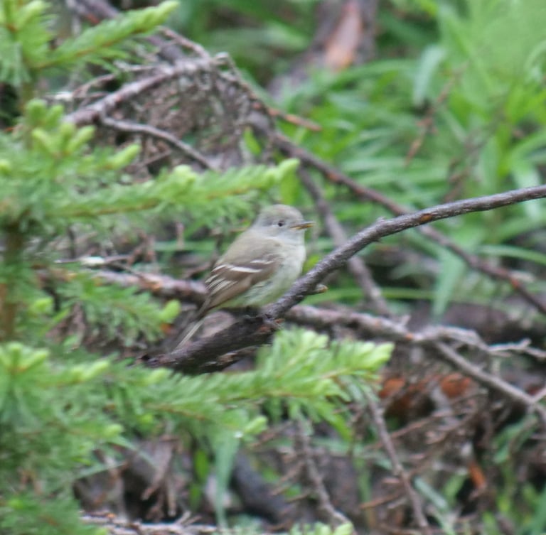 A small grayish-olive flycatcher with whitish underparts, a bold white eye ring, white wing bars, a small bill and short tail, perched high in a conifer