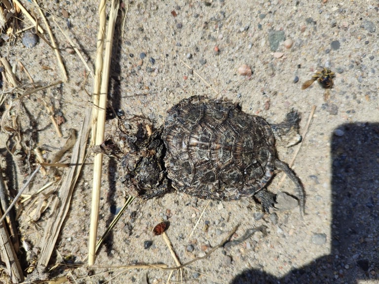 Tortuga de agua dulce de caparazón oscuro moteado con manchas amarillas en la cabeza y las patas, tomando el sol junto a un estanque