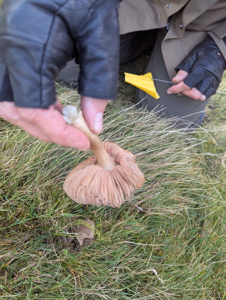 A pale cream to grayish mushroom with a broadly umbonate cap, white gills turning pink, and a smooth white stem, growing in short grass