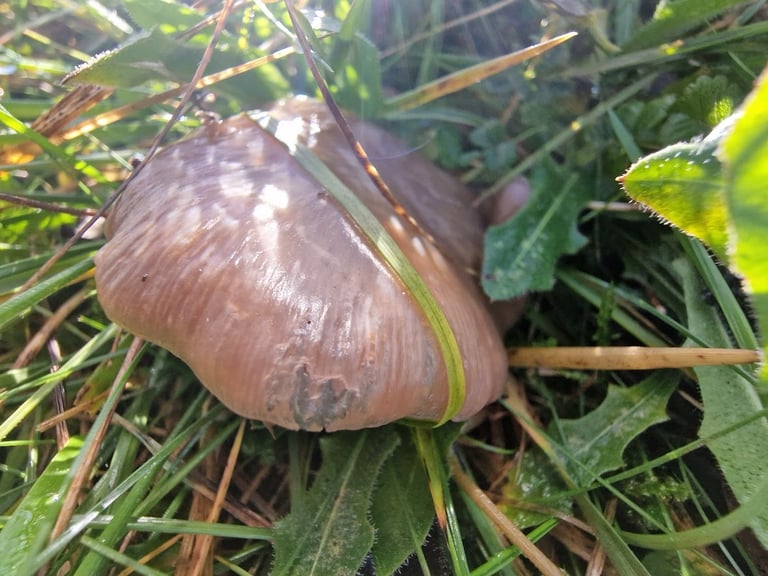 A pale cream to grayish mushroom with a broadly umbonate cap, white gills turning pink, and a smooth white stem, growing in short grass