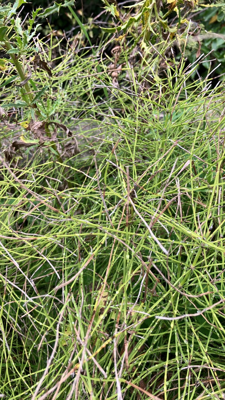 Caules verdes articulados de Equisetum arvense, com ramos em verticilos nas juntas, em um campo aberto