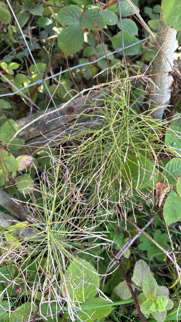 Caules verdes articulados de Equisetum arvense, com ramos em verticilos nas juntas, em um campo aberto
