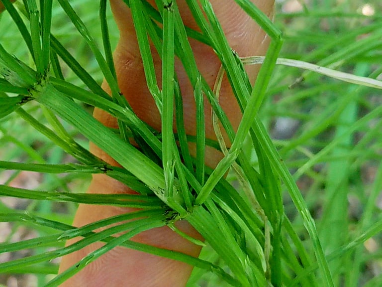 A clump of field horsetail showing slender, jointed green stems ringed with whorls of thin branches, growing upright from damp soil.