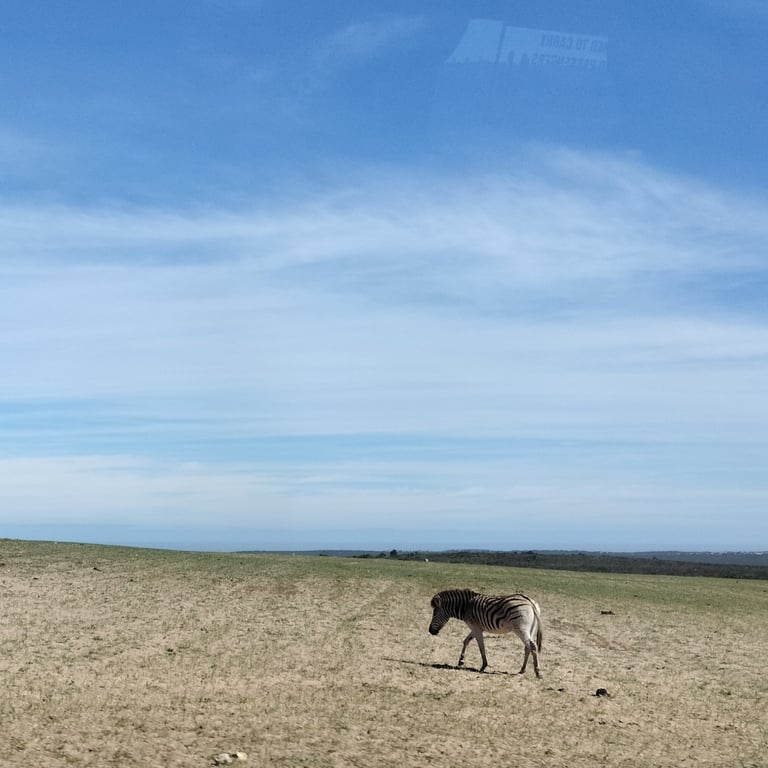 A plains zebra standing on open grassland, its body covered in bold black-and-white vertical stripes that curve toward horizontal patterns on the hindquarters, with an erect mane, rounded ears, and a tufted tail.