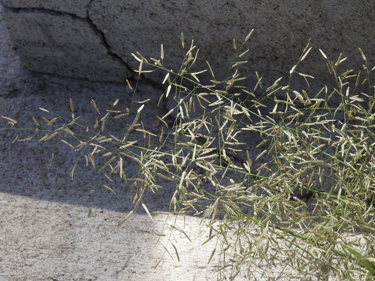 Das Kleine Liebesgras (*Eragrostis minor*), ein einjähriges oder ausdauerndes Süßgras