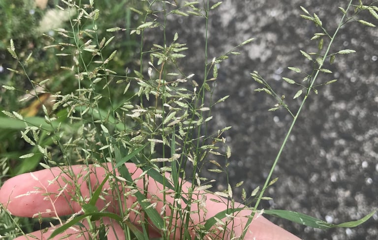 Das Kleine Liebesgras (*Eragrostis minor*), ein einjähriges oder ausdauerndes Süßgras