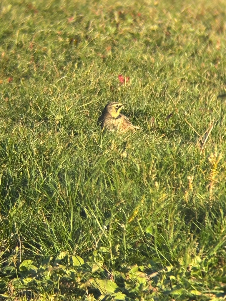 A small ground-dwelling bird with brown-grey upperparts, pale underparts, a black and yellow face pattern, and small black feather tufts resembling horns on its head