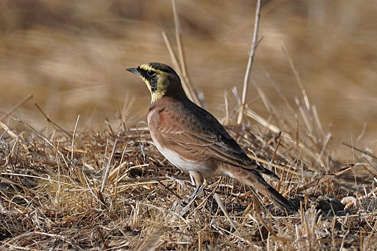 A small ground-dwelling bird with brown-grey upperparts, pale underparts, a black and yellow face pattern, and small black feather tufts resembling horns on its head