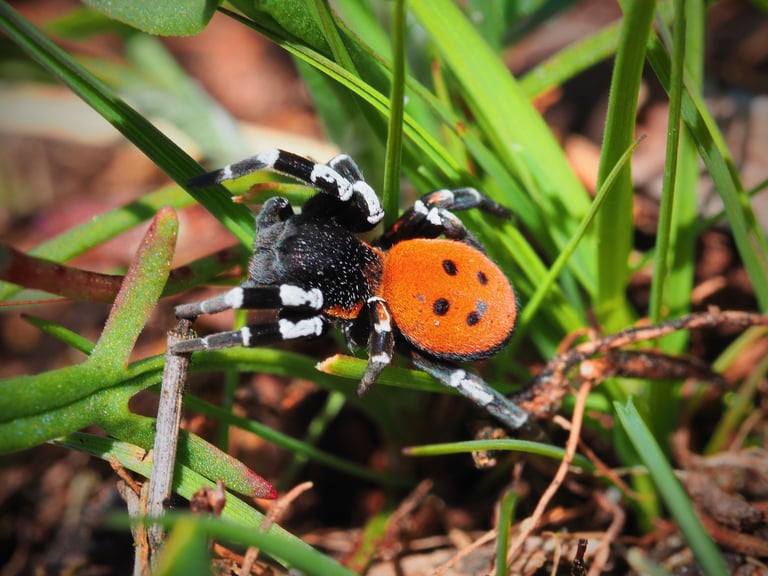 A jet-black adult female spider beside a smaller adult male whose bright orange back bears four large and two small black spots, resembling a ladybird beetle.