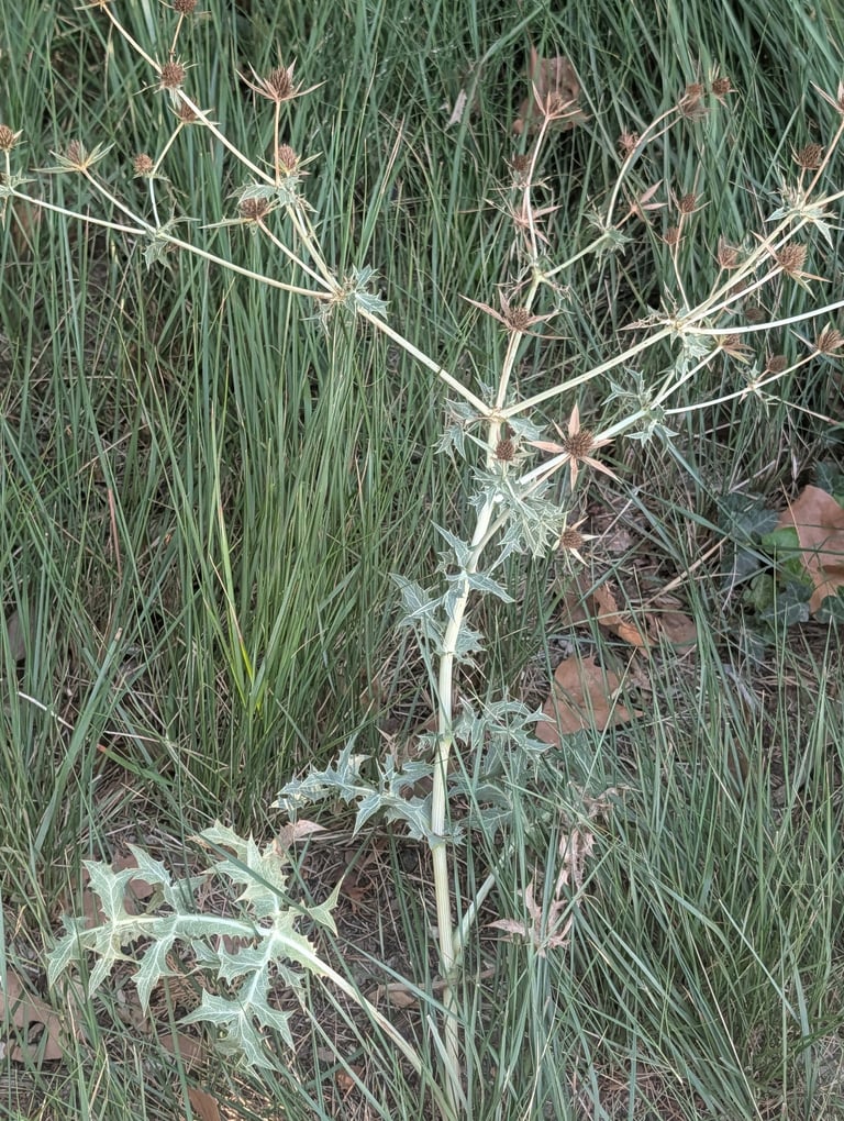 A stiff, grayish-green perennial plant with deeply divided, spiny leaves and small greenish flower heads ringed by sharp, spine-tipped bracts.