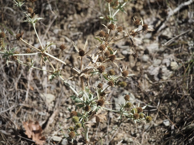 A stiff, grayish-green perennial plant with deeply divided, spiny leaves and small greenish flower heads ringed by sharp, spine-tipped bracts.