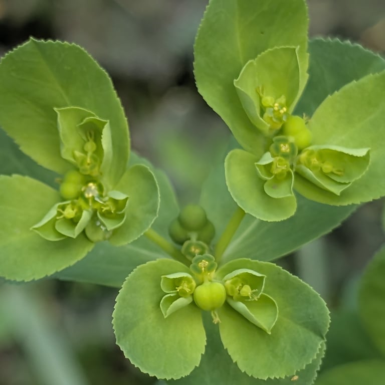 An erect annual plant with a single hairless stem, oval toothed leaves, and clusters of small yellow-green flowers surrounded by yellower bracts