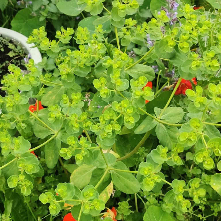 An erect annual plant with a single hairless stem, oval toothed leaves, and clusters of small yellow-green flowers surrounded by yellower bracts