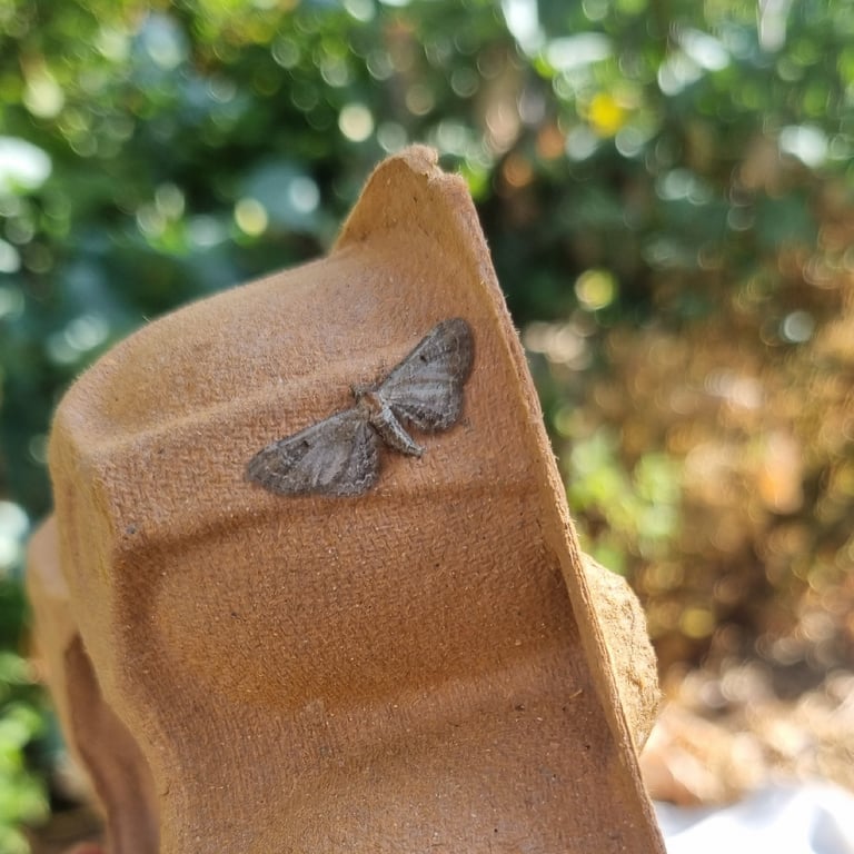 A small moth with mottled brown and fuscous forewings marked with angular dark lines, resting with wings flat