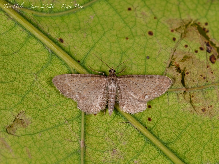 A small moth with mottled brown and fuscous forewings marked with angular dark lines, resting with wings flat