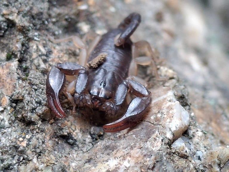 A small, glossy black scorpion roughly 35–45 mm long, with pale yellow-brown legs and a slender yellow-tailed metasoma, large stout pincers, and a short thin tail tipped with a small stinger.