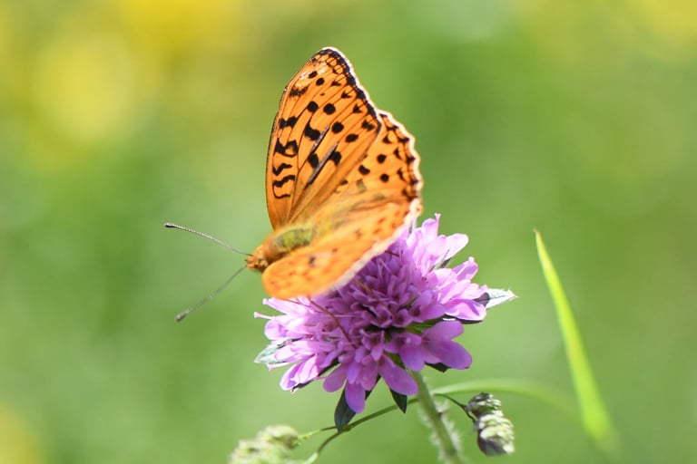 A large orange butterfly with black markings on its upper wings and a duller orange underside with white and brown markings