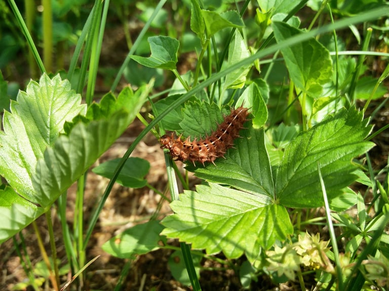 A large orange butterfly with black markings on its upper wings and a duller orange underside with white and brown markings