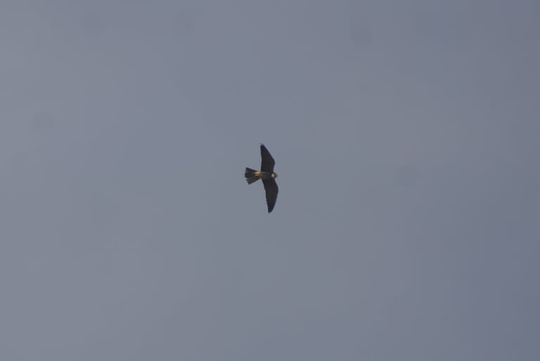 A slim falcon perched or in flight, slate-grey above with a dark crown, two black moustache stripes, a white unstreaked throat, black-streaked whitish underparts, and unstreaked rufous thighs and undertail coverts, with long pointed wings and a square tail.