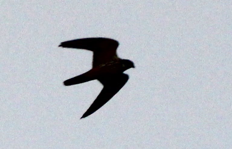 A slim falcon perched or in flight, slate-grey above with a dark crown, two black moustache stripes, a white unstreaked throat, black-streaked whitish underparts, and unstreaked rufous thighs and undertail coverts, with long pointed wings and a square tail.